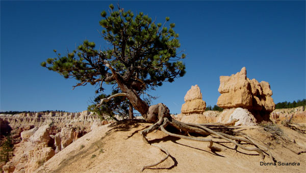 Bryce Bonsai by Donna Sciandra