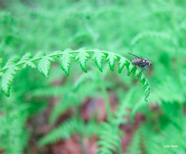 Tiger Fly on Misty Morning by Lisa Shea