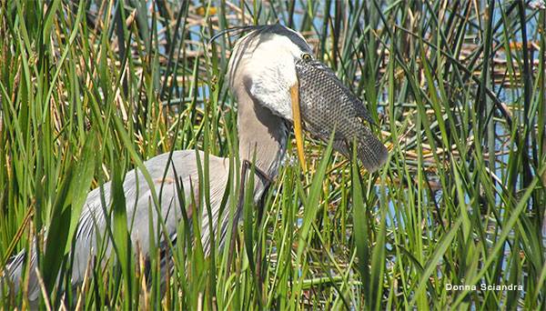 Are My Eyes Bigger Than My Stomach? by Donna Sciandra