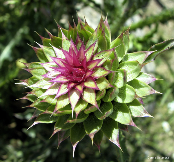 Late Thistle by Donna Sciandra